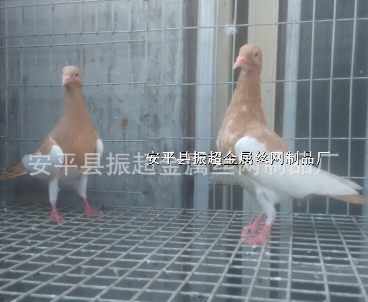 䓽zW